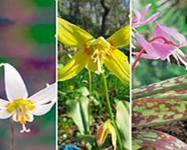 Unbranded Erythronium Plants - Collection