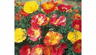 Unbranded Eschscholzia Seeds - Thai Silk Mixed
