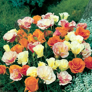 Unbranded Eschscholzia Tropical Punch Seeds