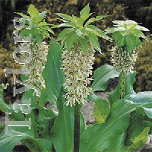 Unbranded Eucomis Bicolor Pineapple Lily Bulbs