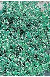 Unbranded Euonymus Emerald Gaiety x 1 litre pot