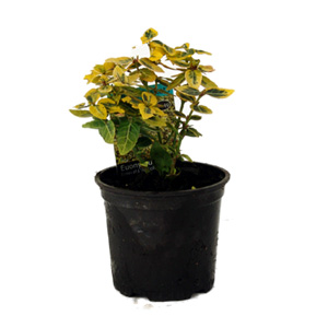 Unbranded Euonymus Emerald n Gold - Spindle Tree