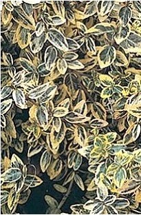 Unbranded Euonymus Emerald N Gold x 1 litre pot