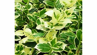 Foliage variegated white green and pink. RHS Award of Garden Merit winner. Height 1m (36); spread 1.5m (5). (PLEASE NOTE: Harmful if eaten.) Supplied in a 2-3 litre pot.EvergreenFull sunFully hardyGround coverBUY ANY 3 AND SAVE 20.00! (Please note: O