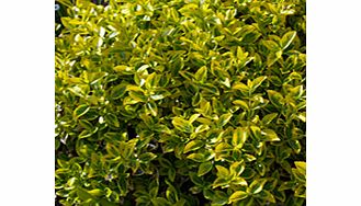 Foliage variegated gold and green. Species introduced into UK in 1860 by Robert Fortune (Scottish plant hunter). RHS Award of Garden Merit winner. Supplied in a 2-3 litre pot.EvergreenFull sunFully hardyGround coverBUY ANY 3 AND SAVE 20.00! (Please n