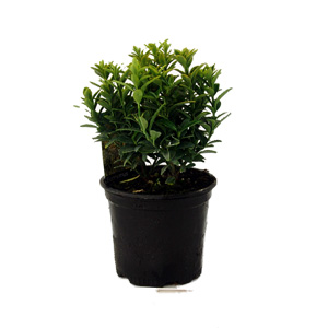 Unbranded Euonymus japonicus Microphyllus Pulchellus