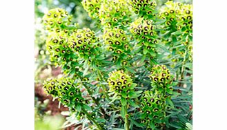 Unbranded Euphorbia Plant - Black Pearl