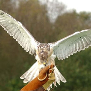 Unbranded Falconry Experience - Half Day