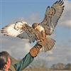 Unbranded Falconry in across Scotland: Gift Box - 16x16x15 cm