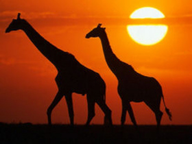 Unbranded Family holiday to Kenya