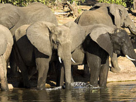 Unbranded Family safari in Botswana