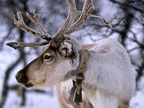 Unbranded Family short break holiday in Swedish Lapland