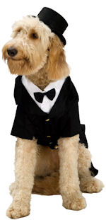 Unbranded Fancy Dress - Pet Dapper Dog Costume Extra Large