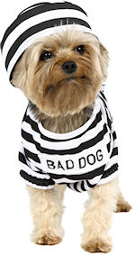 Machine washable costume includes outfit bearing the words bad dog and a coordinating prisoners hat.