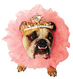 Unbranded Fancy Dress - Pet Official Zelda - Queen Costume Small