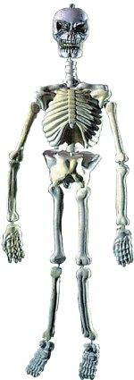 Fancy Dress Costumes - PVC Glow-In-Dark Moulded Skeleton