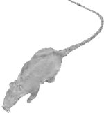 Unbranded Fancy Dress Costumes - Rat - Squeaking Glow-In-Dark