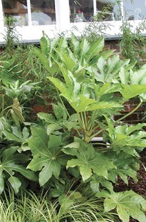 Unbranded Fatsia Japonica Japanese Aralia x 5 young plants