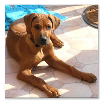 Unbranded Favourite Pet Photo immortalised in Canvas