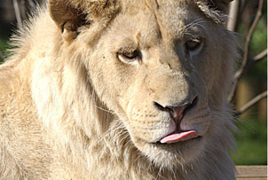 Unbranded Feed a White Lion