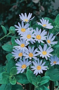 Unbranded Felicia Blue (Marguerite Daisy) x 5 young plants