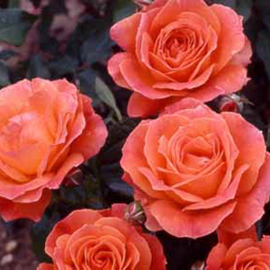 Unbranded Fellowship Floribunda Rose