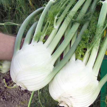 Unbranded Fennel Orion F1 Plants Pack of 16 Plug Plants