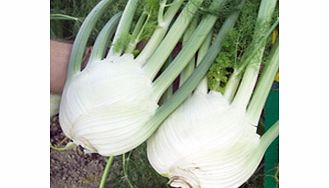 Unbranded Fennel Plants - Orion F1