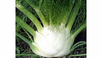 Unbranded Fennel Tauro F1 Seeds