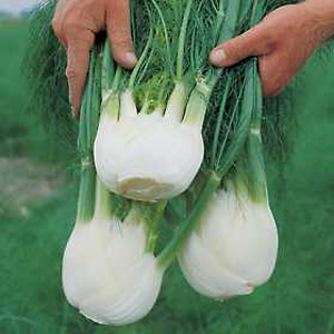 Outstanding yields of large  smooth and pure white bulbs with an enticing and traditional aniseed fl