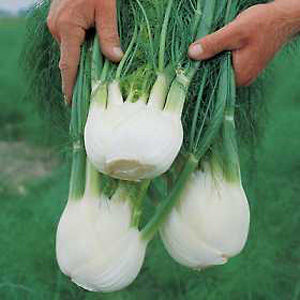 Unbranded Fennel Victoria F1 Hybrid Seeds