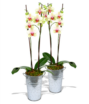 Unbranded Finest Bouquets - 2 Green Orchids