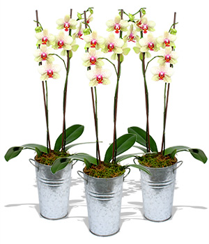 Unbranded Finest Bouquets - 3 Green Orchids