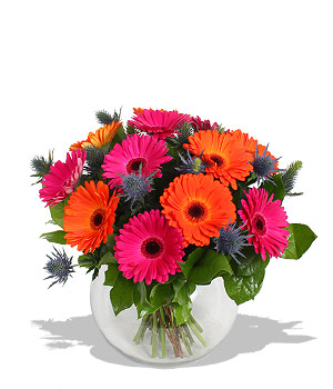 Such great heights A carnival of cheeky gerberas and thistles masquerading in psychedelic pink overw