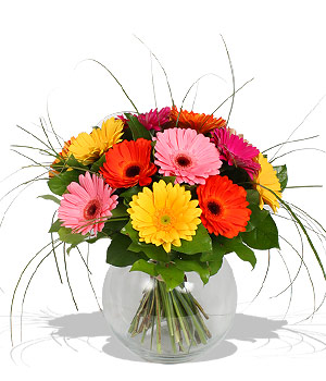 Unbranded Finest Bouquets - Gerbera Bouquet