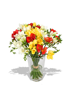 La Dolce Vita Opening a Serenata box of sweet-scented freesias in lemon tangerine and litchi is like