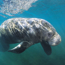 Unbranded Florida Adventure Tour - Swim with Manatees -