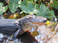 Florida Gatorland