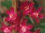 Flowering Currant