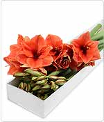 Flowers - Box of 15 Red Amaryllis