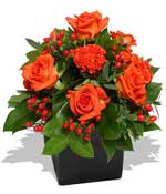 Flowers - Orange Burst