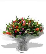 Flowers - Rainbow of Tulips