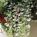 Unbranded Foliage Collection Plants 441701.htm