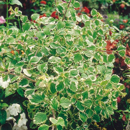 Unbranded Foliage Collection Plants Pack of 20 Pot Ready