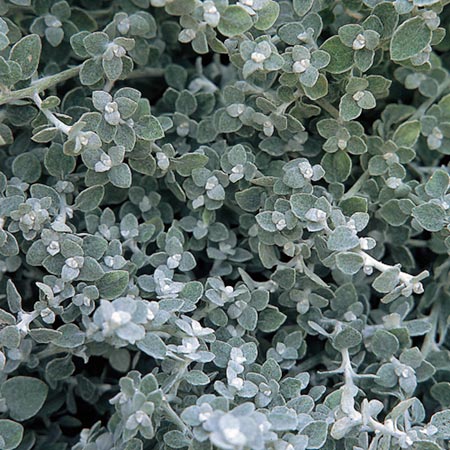 Unbranded Foliage Plant - Helichrysum Silver Pack of 6 Pot