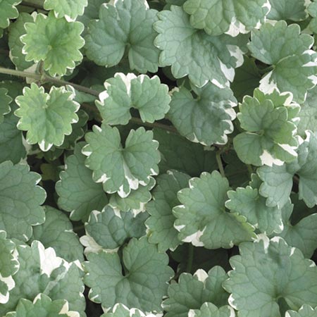 Unbranded Foliage Plant - Nepeta Pack of 6 Pot Ready Plants