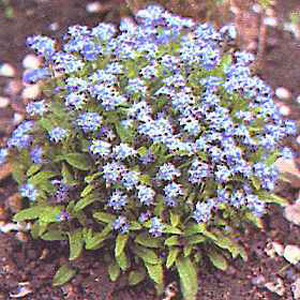Unbranded Forget-Me-Not Blue Ball Seeds