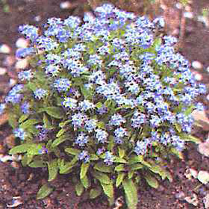 Unbranded Forget-Me-Not Blue Ball Seeds