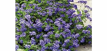 Unbranded Forget-Me-Not Plants - Sylva Blue