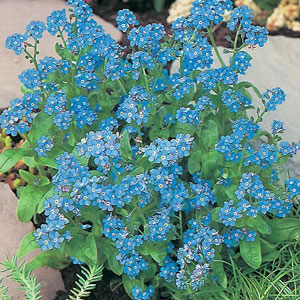 Forget-Me-Not Royal Blue Seeds